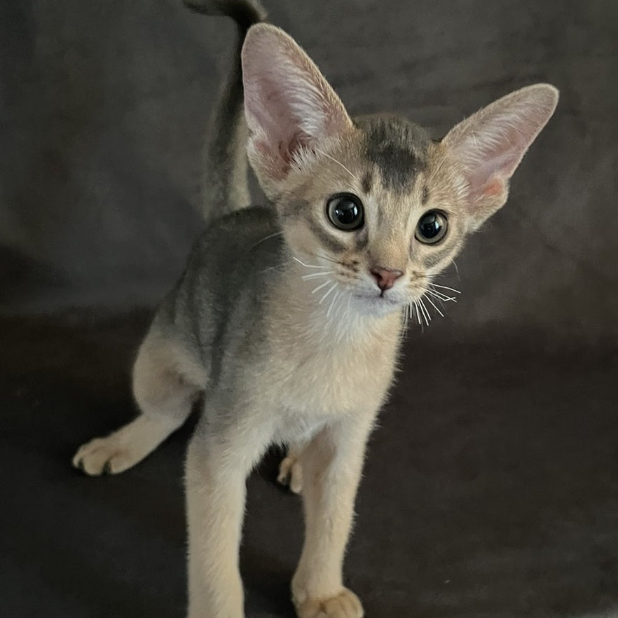 Fibi Abyssinian female, blue