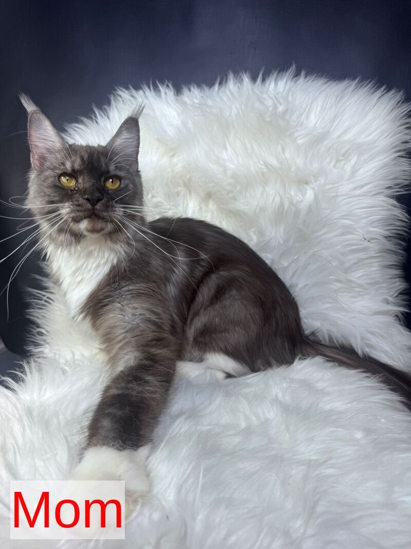 Cillian Maine Coon male black silver tabby bicolour - live animals