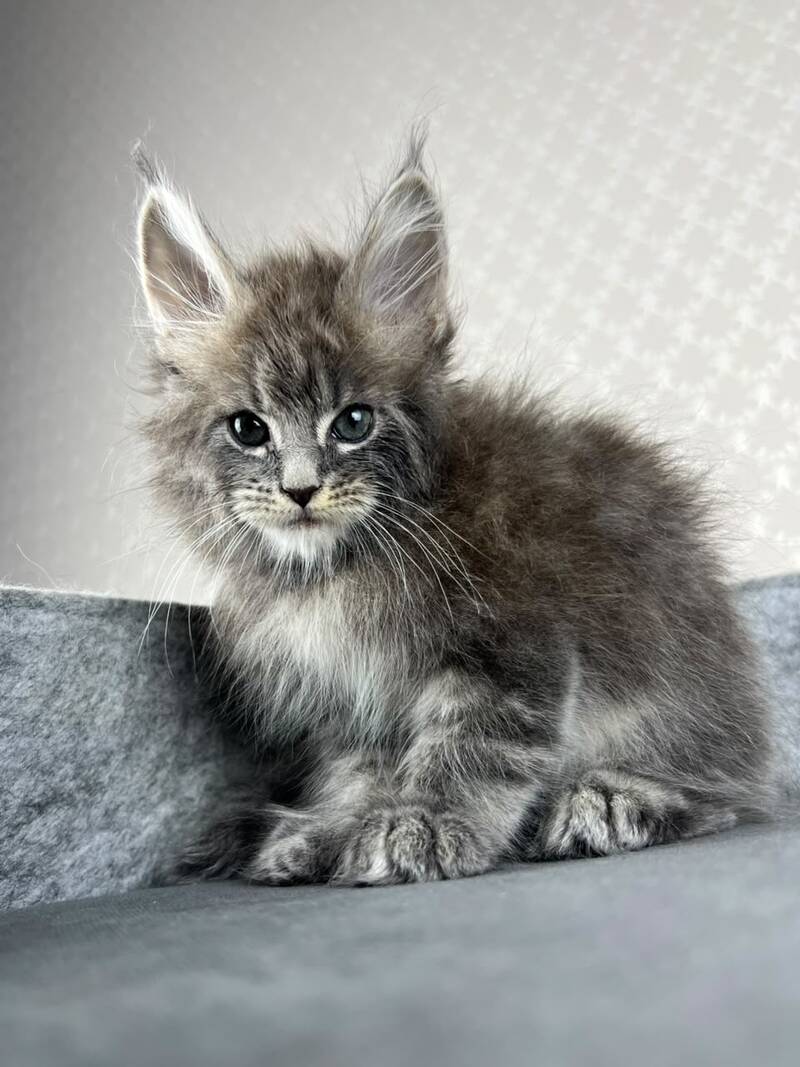 Pop Star Maine Coon male, blue tabby