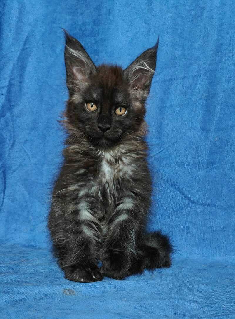 Yaroslav Maine Coon male, black silver