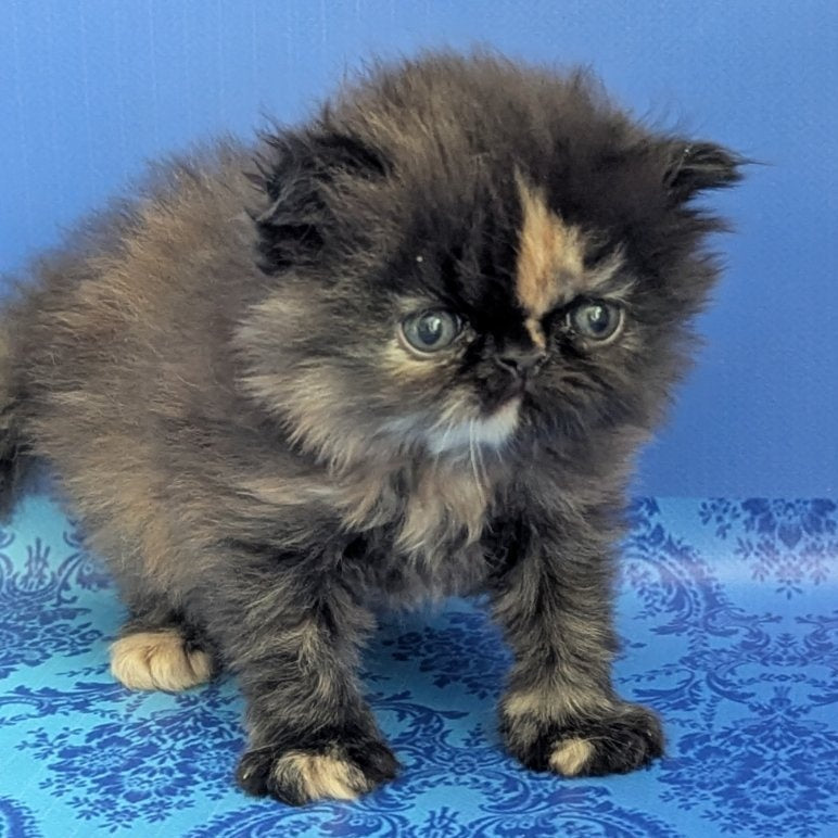 Savena Persian female, black tortie