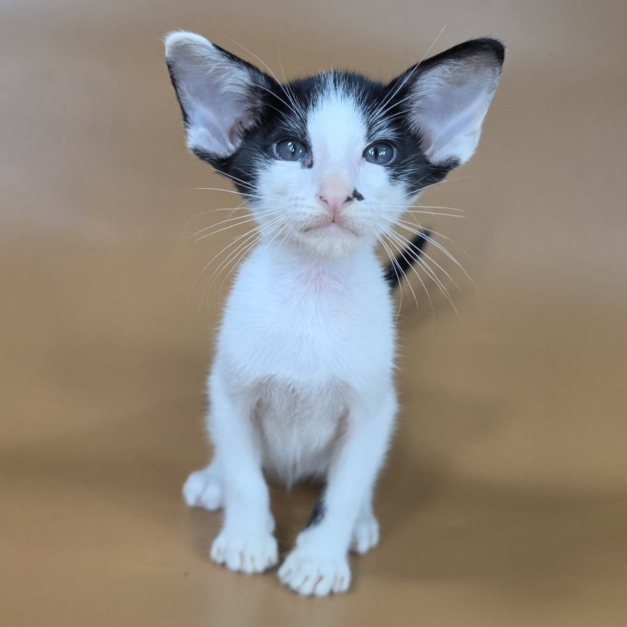 Asher Oriental Shorthair male, black bicolour