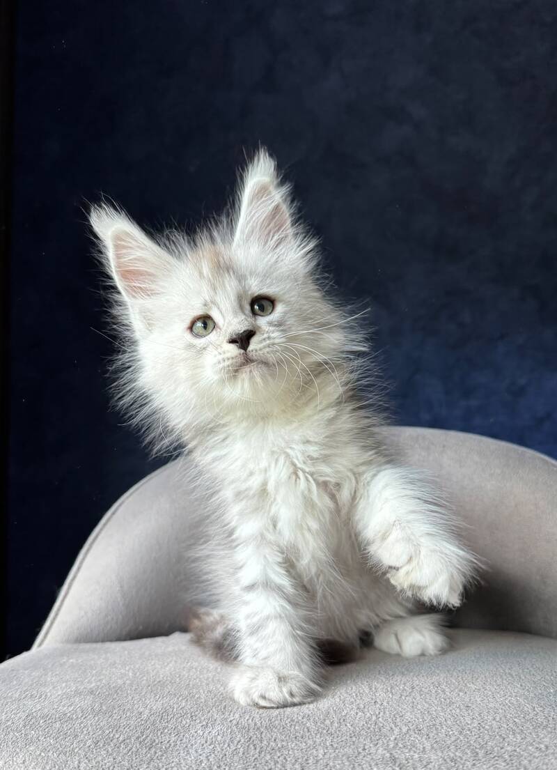 Imp Maine Coon male, black silver spotted tabby