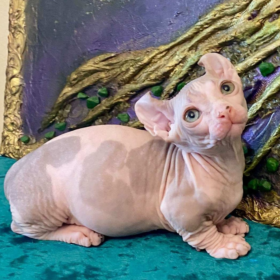Lucky Dwelf male, blue tabby