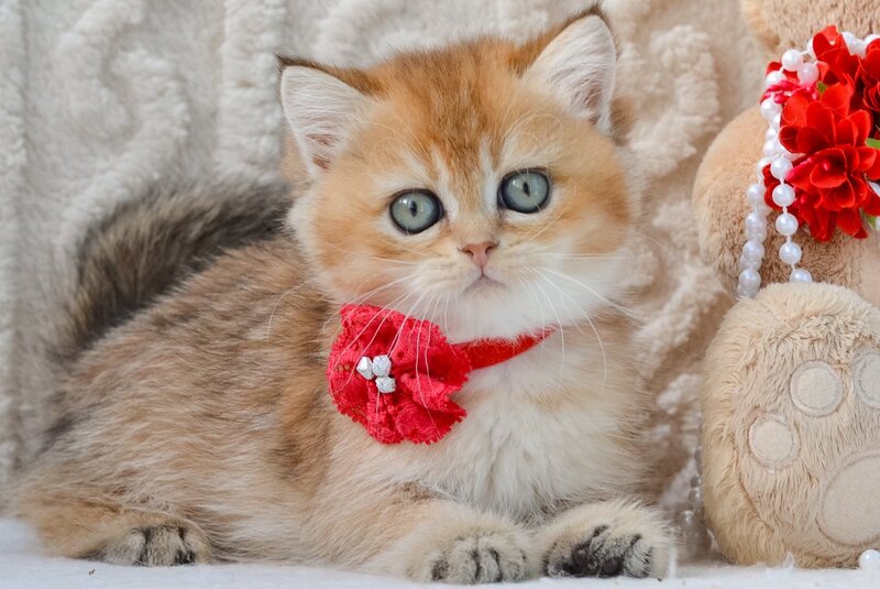 Karina British Shorthair female, black golden ticked tabby