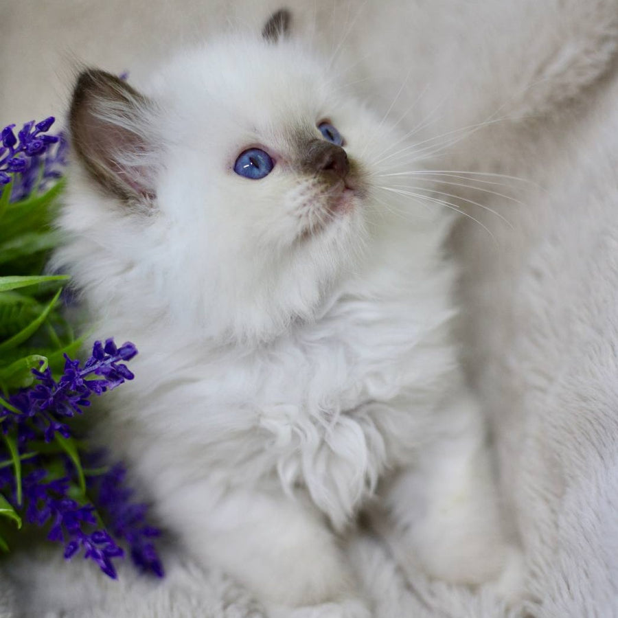 Kimi Ragdoll male, black mitted