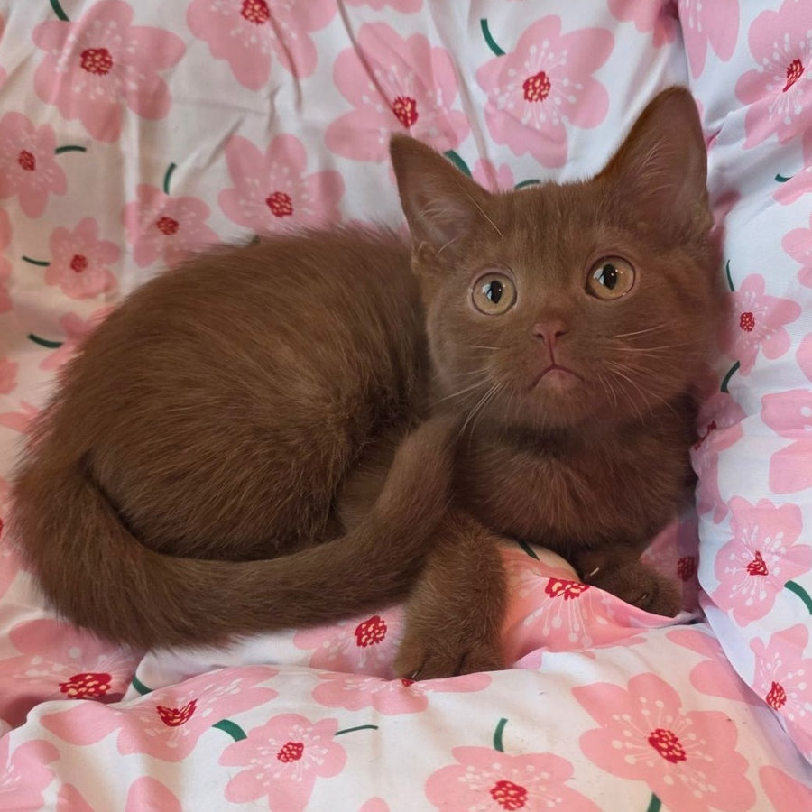 Bonny British Shorthair male, cinnamon