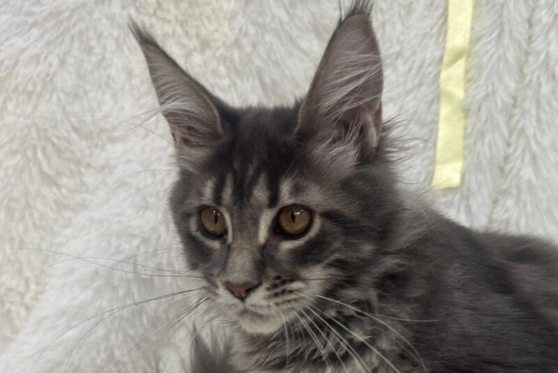 Freya Maine Coon female, blue tabby