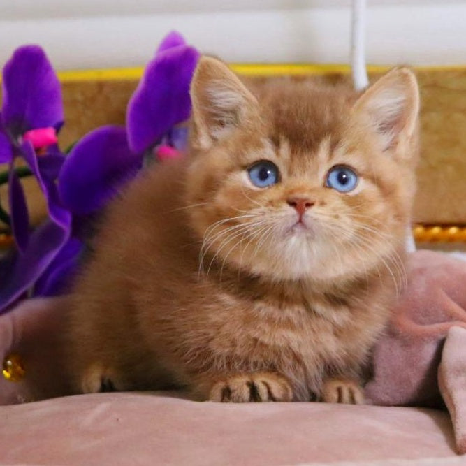 Patens British Shorthair male, cinnamon ticked tabby