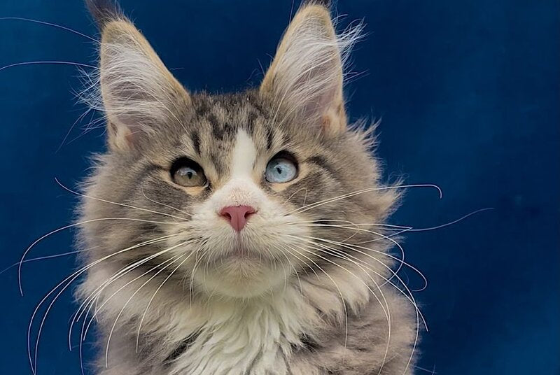 Gudvyn Maine Coon male, black ticked tabby bicolour