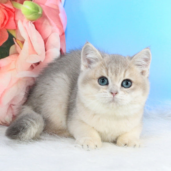 Timi British Shorthair male, blue golden shaded