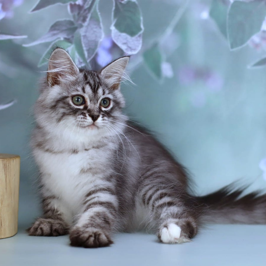 Germes Siberian male, black silver with white spotted tabby