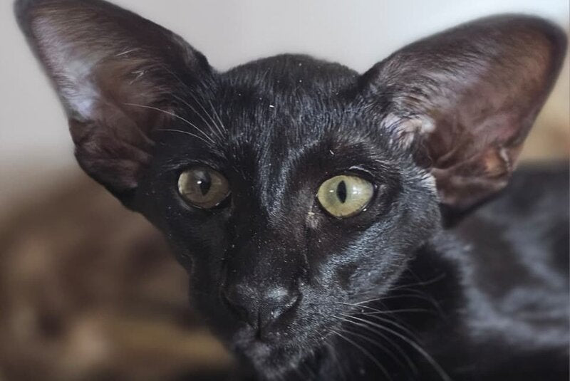 WolfCat Oriental Shorthair male, black