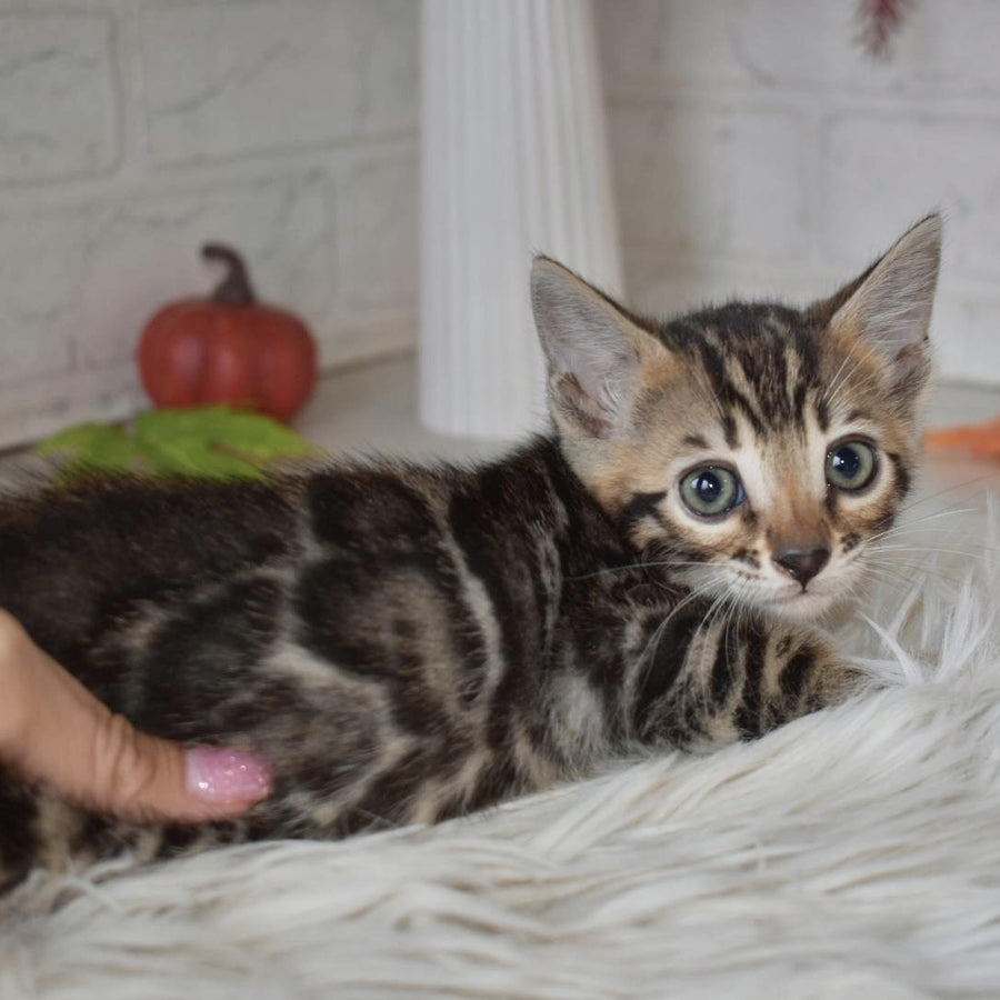 Bubi Bengal male, black spotted tabby