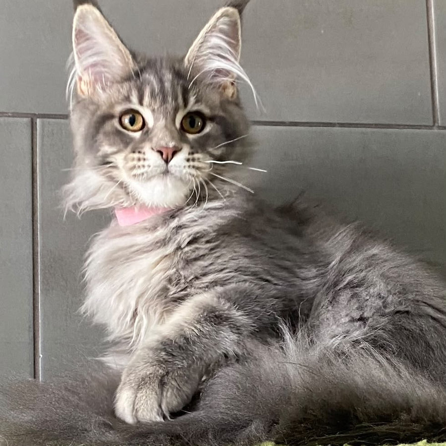 Varna Maine Coon female, blue tabby