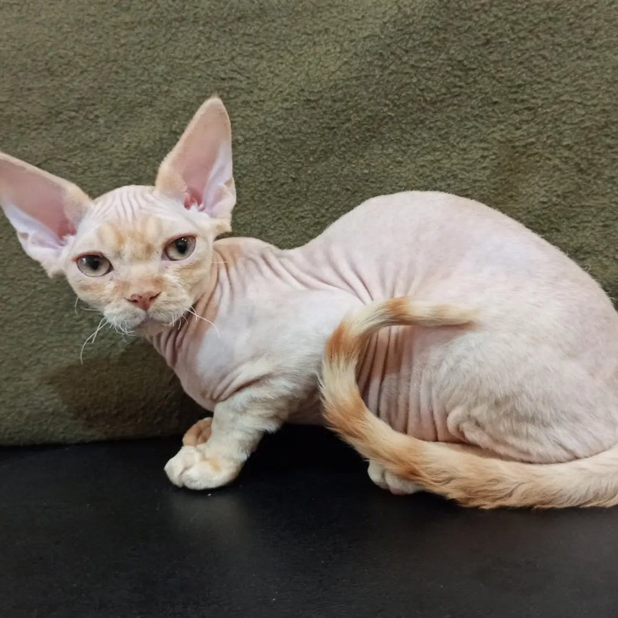 Edgar Devon Rex male, red bicolour tabby