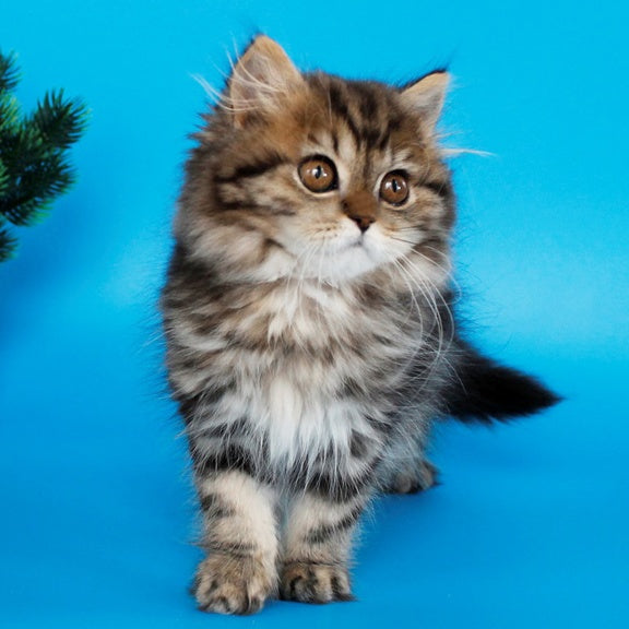 Bianka British Longhair female, black tabby