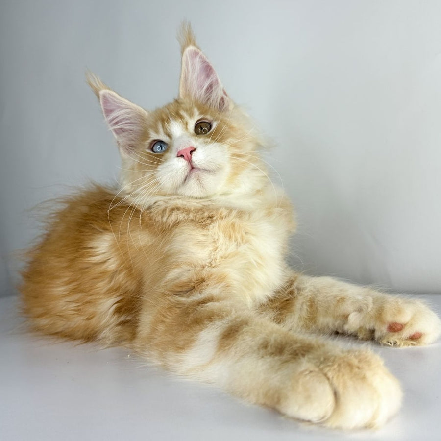 Carter Maine Coon male, red silver tabby with white