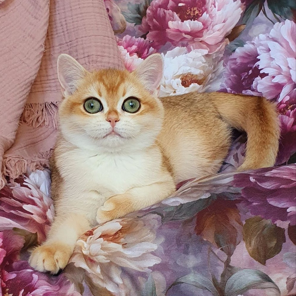 Willow British Shorthair male, black golden chinchilla