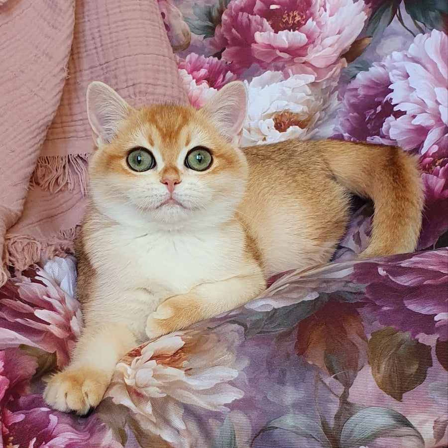 Willow British Shorthair male, black golden chinchilla