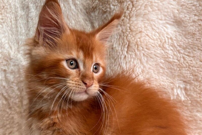 Alvaro Maine Coon male, red ticked tabby