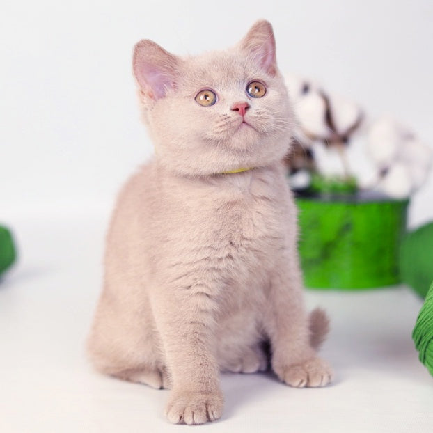 Milky British Shorthair female, fawn