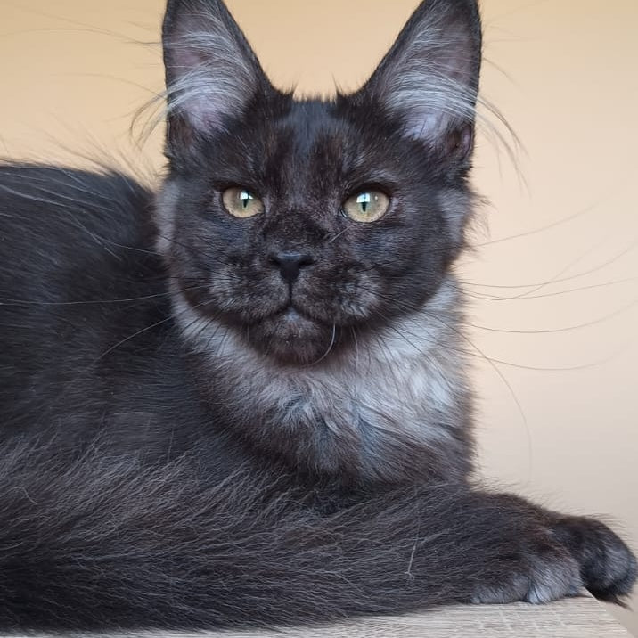 Dalaina Maine Coon female, black silver
