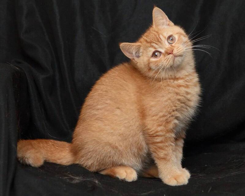 Mavik British Shorthair male, cinnamon ticked tabby