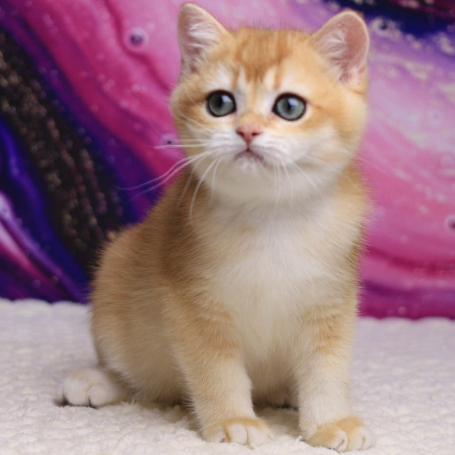 Unicum British Shorthair male, black golden chinchilla