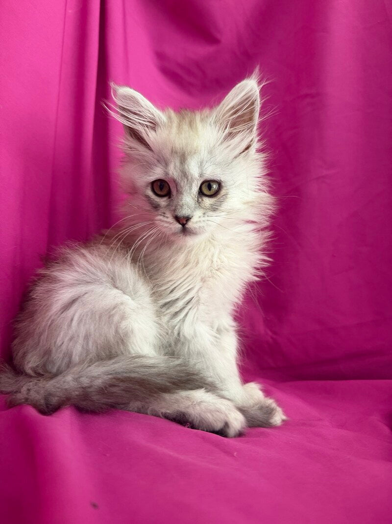Xiolina Maine Coon female black silver shaded - live animals