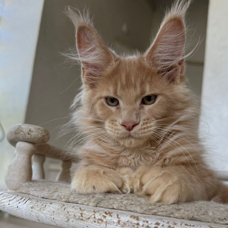 Iris Maine Coon polydactyl 6x6x6x6 male, cream silver