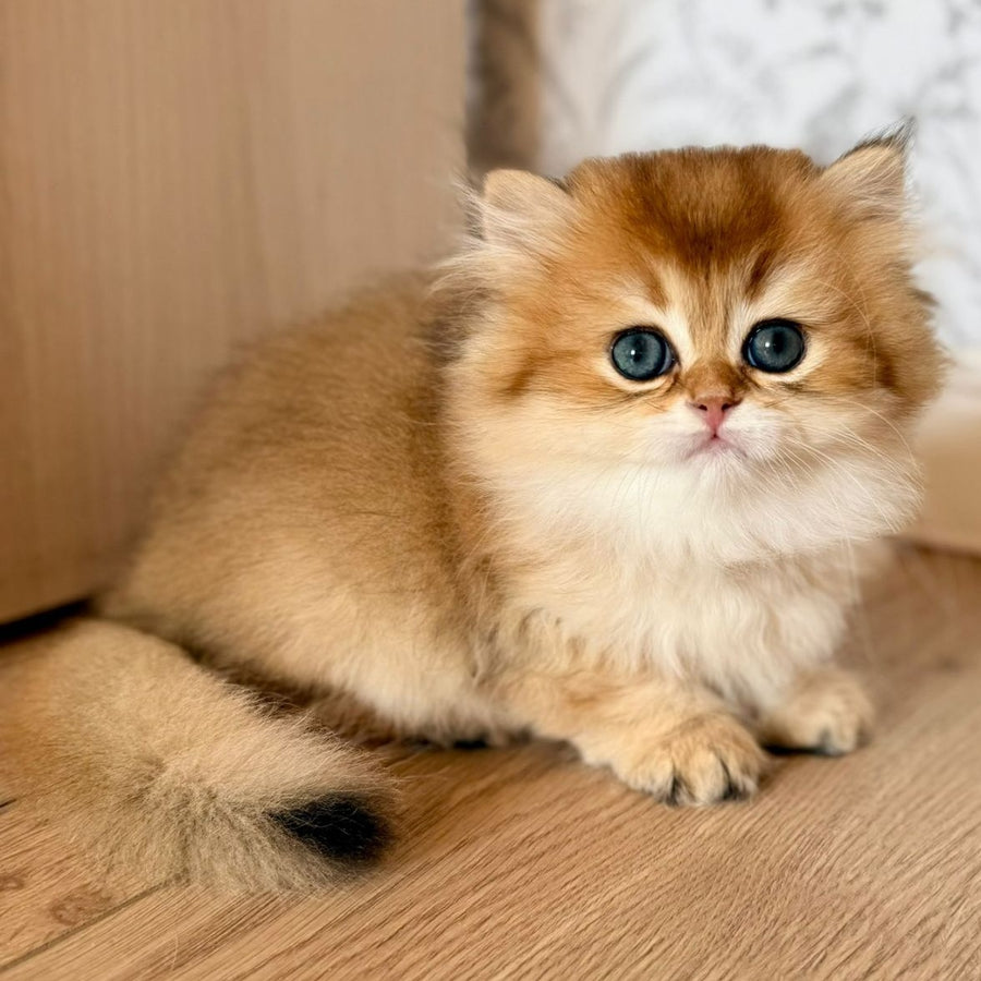 Vegas British Shorthair male, black golden shaded