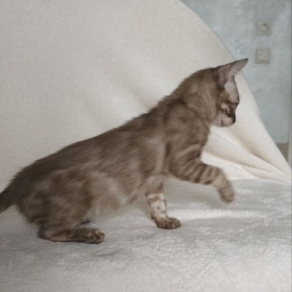Lika Bengal female, black pointed spotted tabby