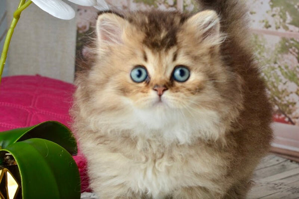 Tony Scottish Straight male black golden ticked tabby - live animals