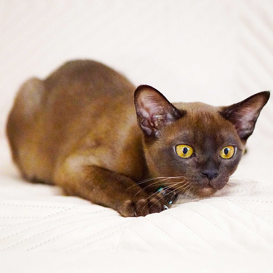 Urus Burmese male, black