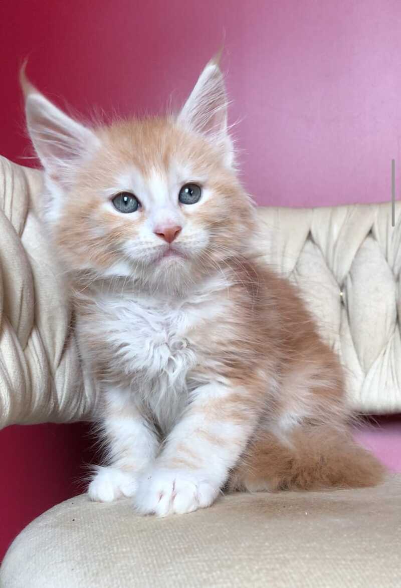 Yogurt Maine Coon male red silver tabby bicolour - live animals