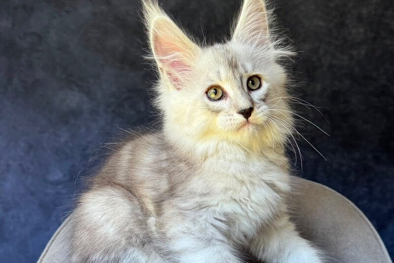 Garvin Maine Coon male, black silver tabby