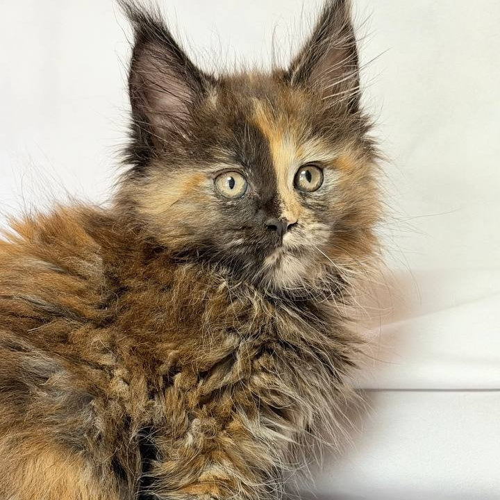 Magnolia Maine Coon female, black tortie