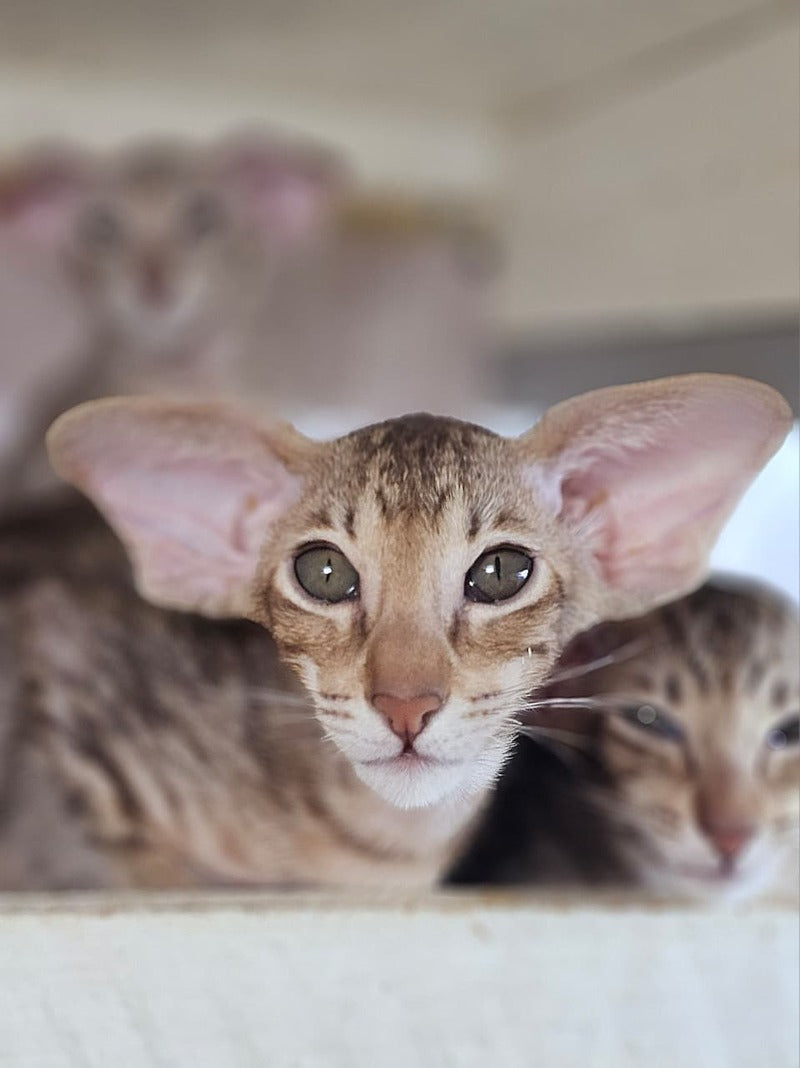 Х-Man Oriental Shorthair male, chocolate tabby
