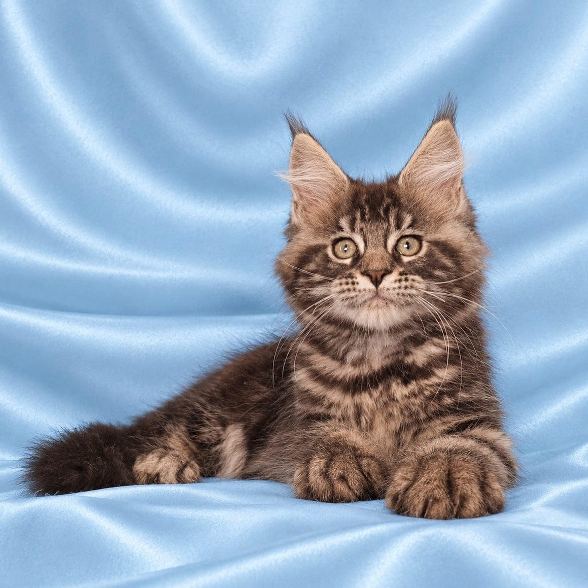 Zachar Maine Coon male, black tabby