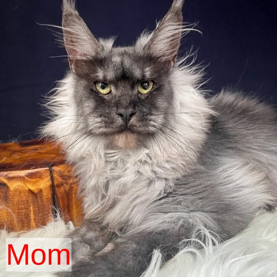 Aristocrat Maine Coon male, black
