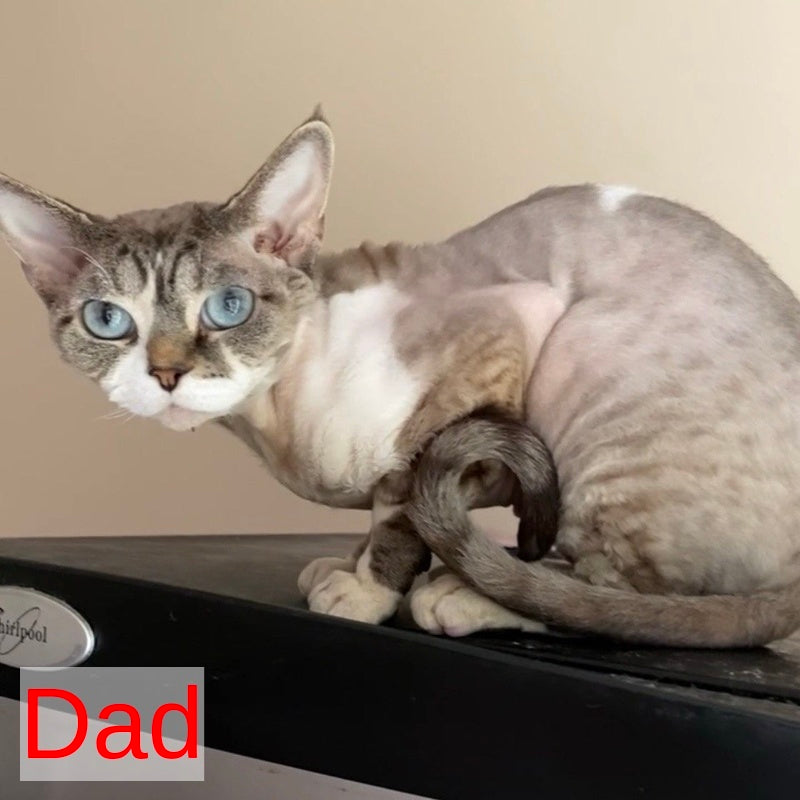 Iron Vale Devon Rex male black van spotted tabby - live animals