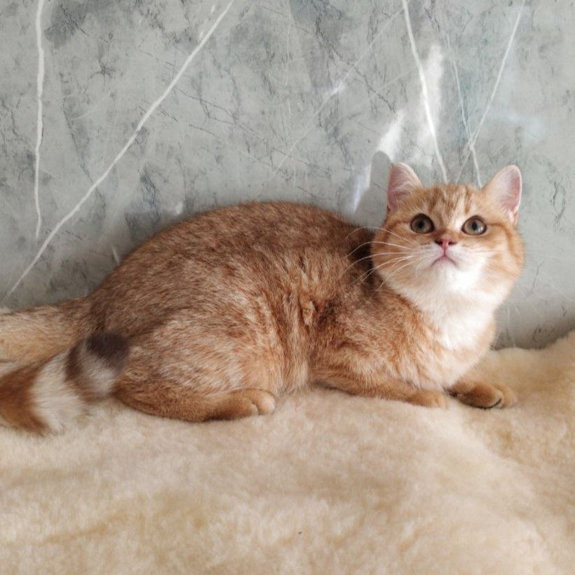 Agatha British Shorthair female, chocolate golden spotted tabby