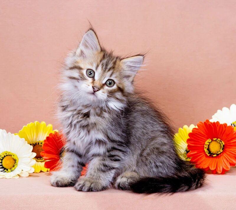 Garfield Siberian male black spotted tabby - live animals