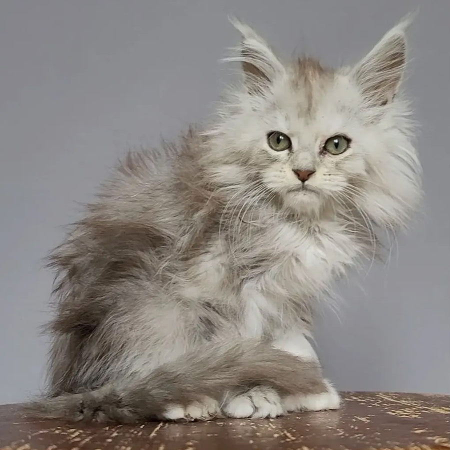 Harold Maine Coon polydactyl 6x6x6x6 male, black silver tabby