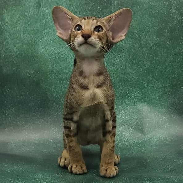Azur Oriental Shorthair male, black spotted tabby