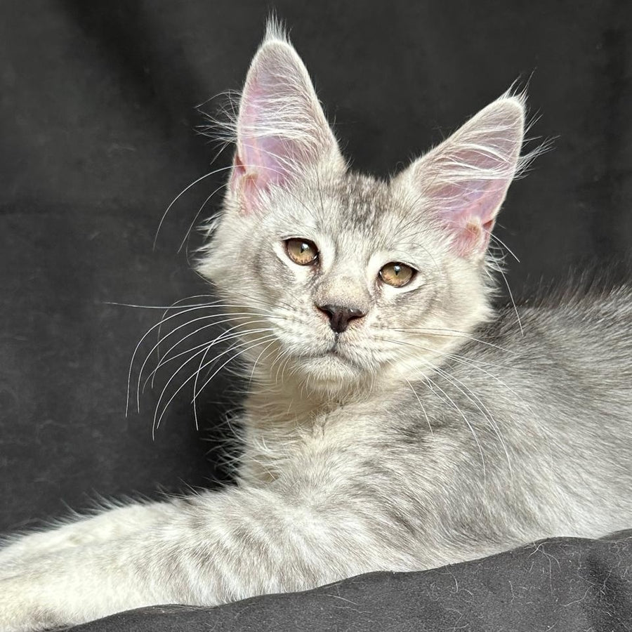 Jet Maine Coon polydactyl 6x6x6x6 male, black silver ticked tabby