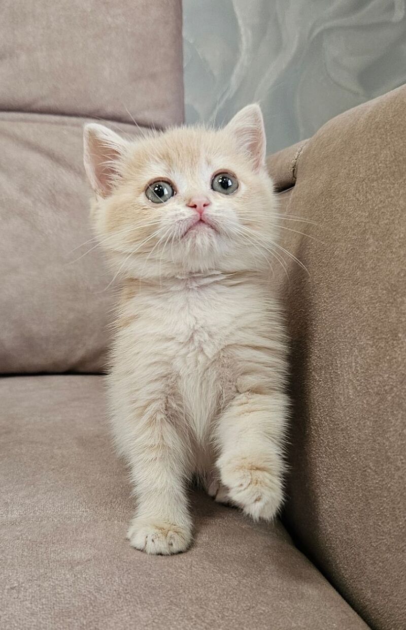 Olivia Scottish Straight female, lilac golden shaded