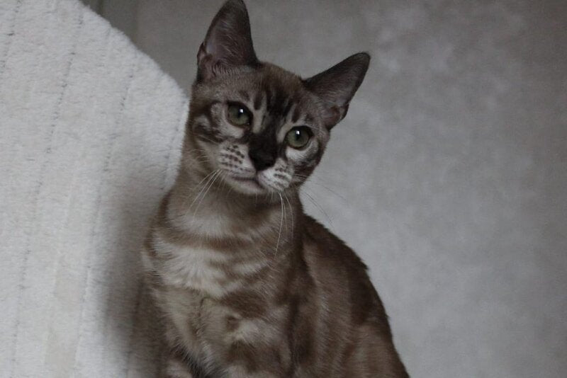 Platon Bengal male, black spotted tabby pointed