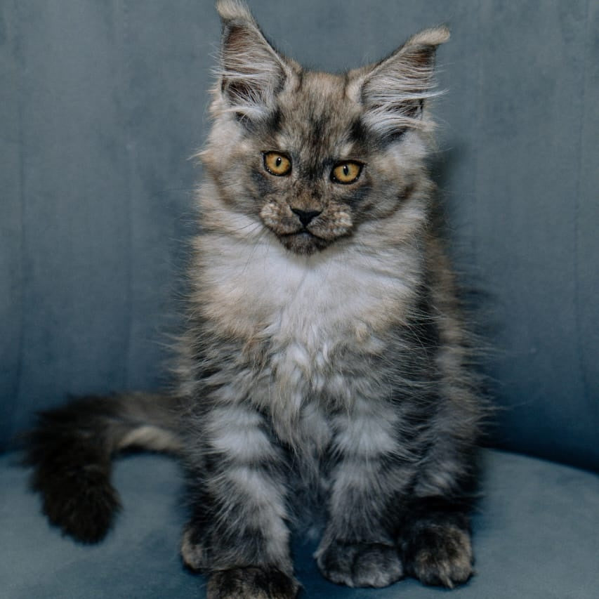Bruno Maine Coon polydactyl male, black silver